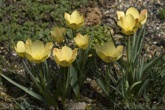 Tulipa batalinii Bright Gem3.jpg