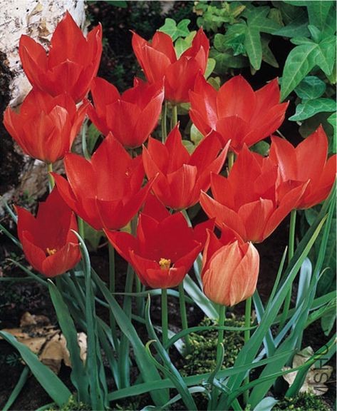 Tulipa batalinii red2.jpg