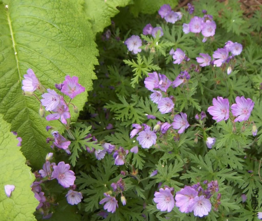 Geranium tuberosum1.jpg