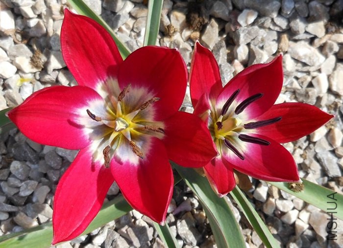 Tulipa Tiny Timo.jpg