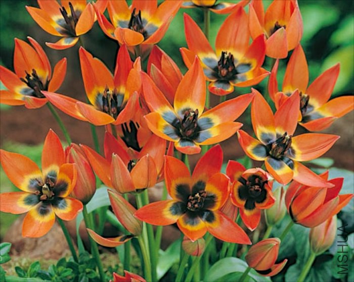 TULP.jpg