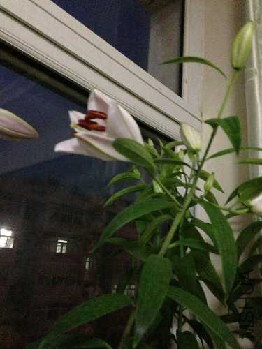 image.jpg