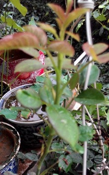 IMG_20150608_063546.jpg