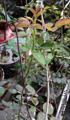 IMG_20150608_063554.jpg