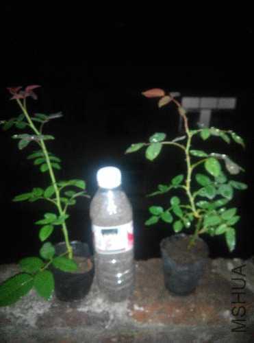 IMG20150607201933.jpg