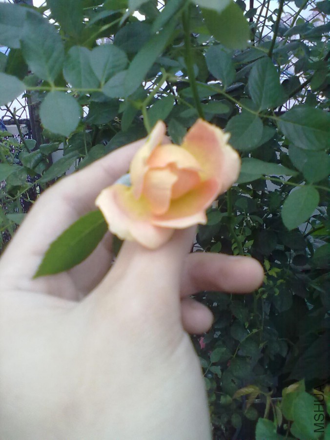 20140427101.jpg