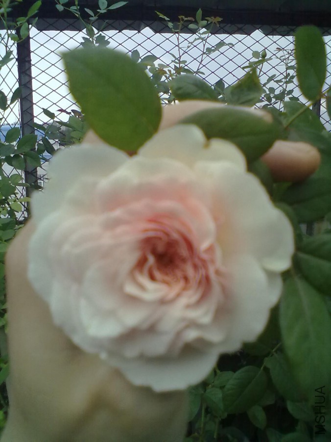 20140427103.jpg