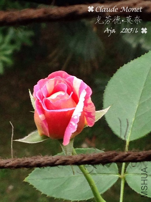 Ī��156-01.jpg