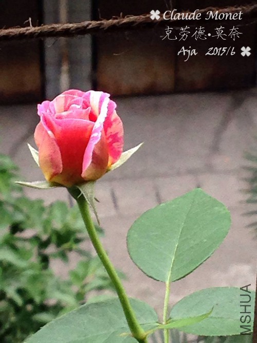 Ī��156-02.jpg