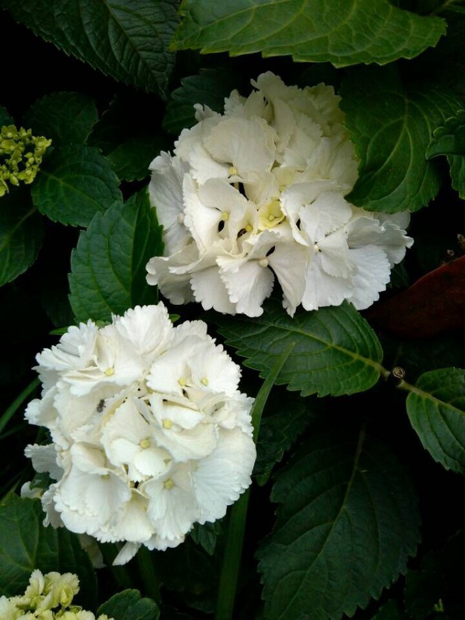 QQͼƬ20150609153258.jpg