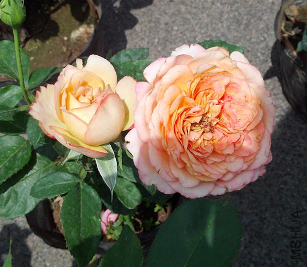 qq��ͼ20150609181920_����.jpg