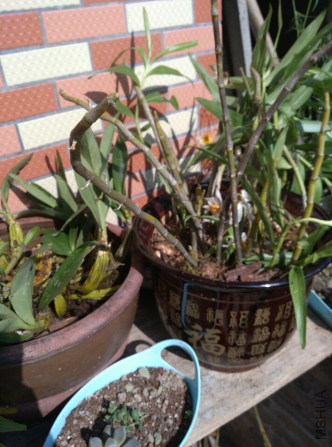 �����ʯ��