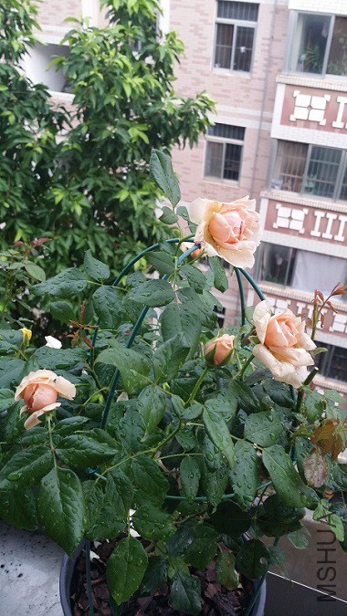 20150609_182730.jpg