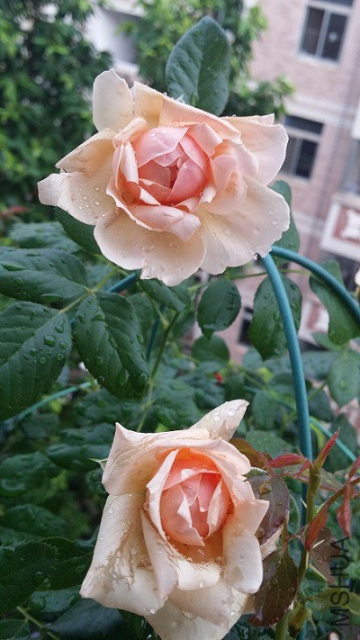 20150609_182752.jpg