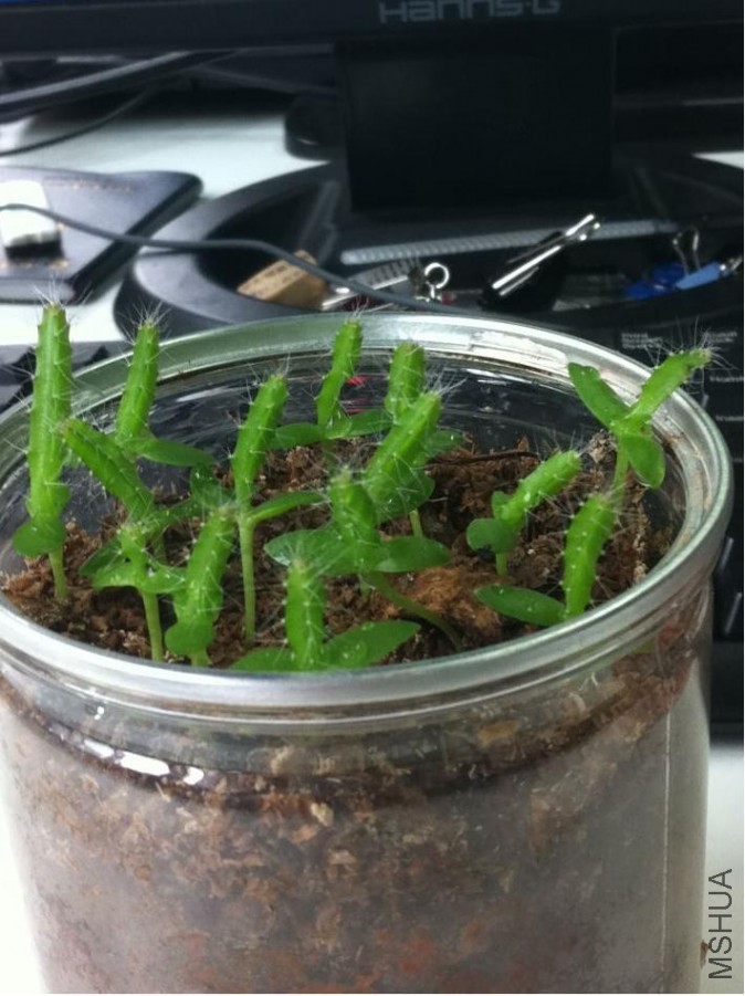 ���ڳ���