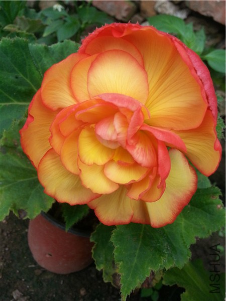 20150610_100443.jpg