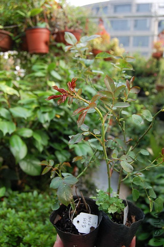 DSC_00110011.JPG
