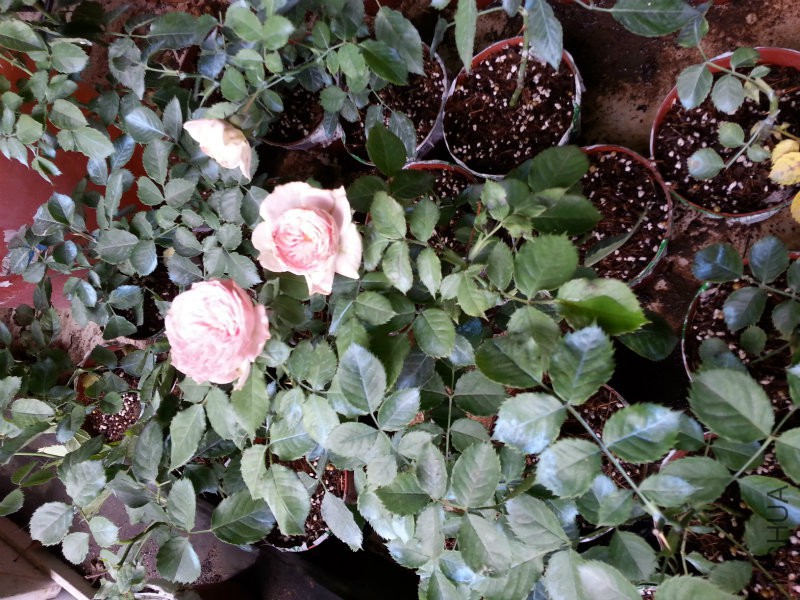 20150606_091701_meitu_3.jpg