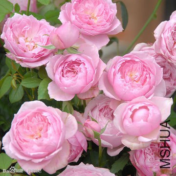 201035ccb3i7nlbnol63yn.jpg