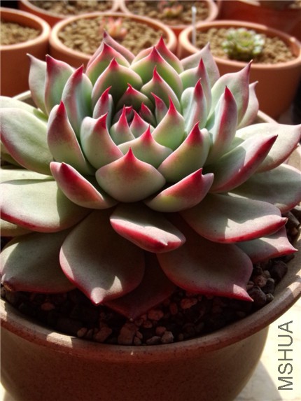 ������ (1).jpg