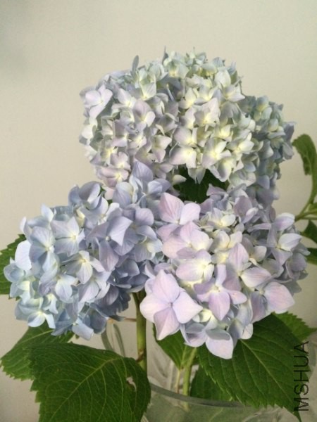 IMG_5723_450x600.JPG