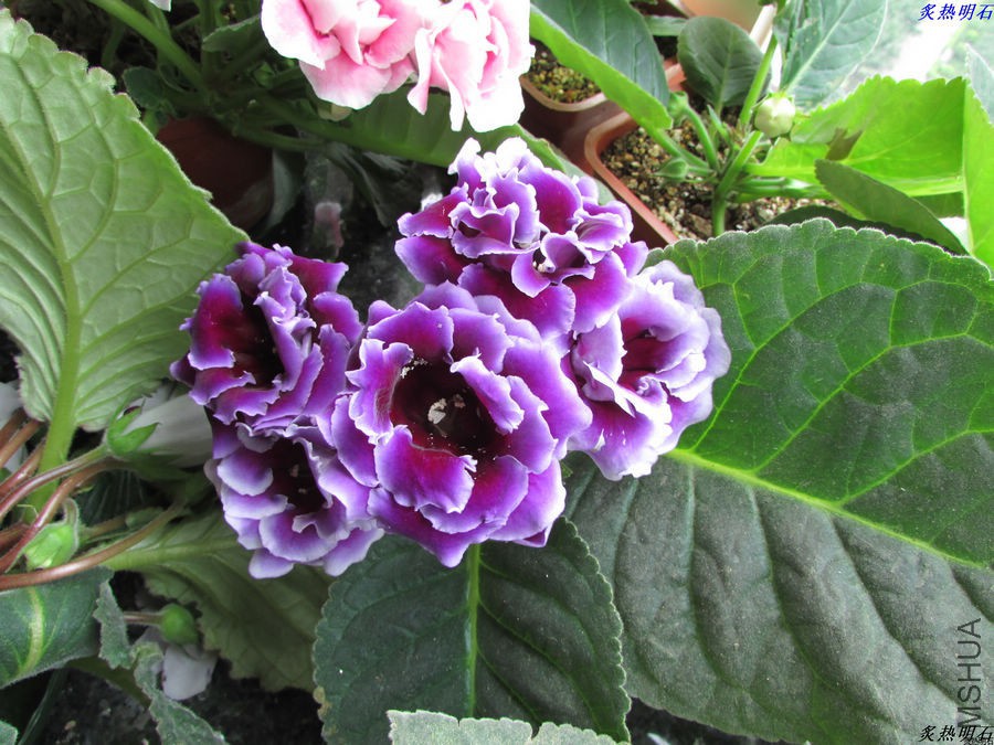 IMG_5590_nEO_IMG.jpg