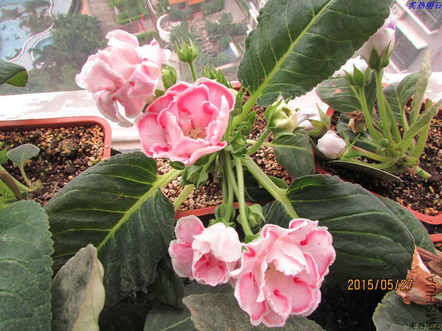 IMG_6756_nEO_IMG.jpg