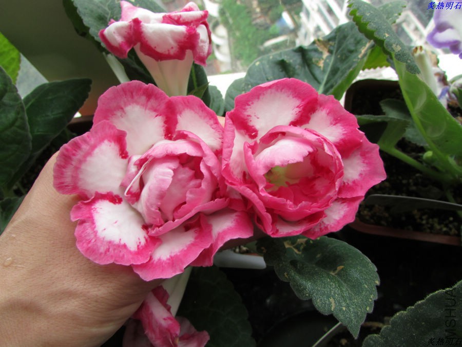 IMG_6295_nEO_IMG.jpg