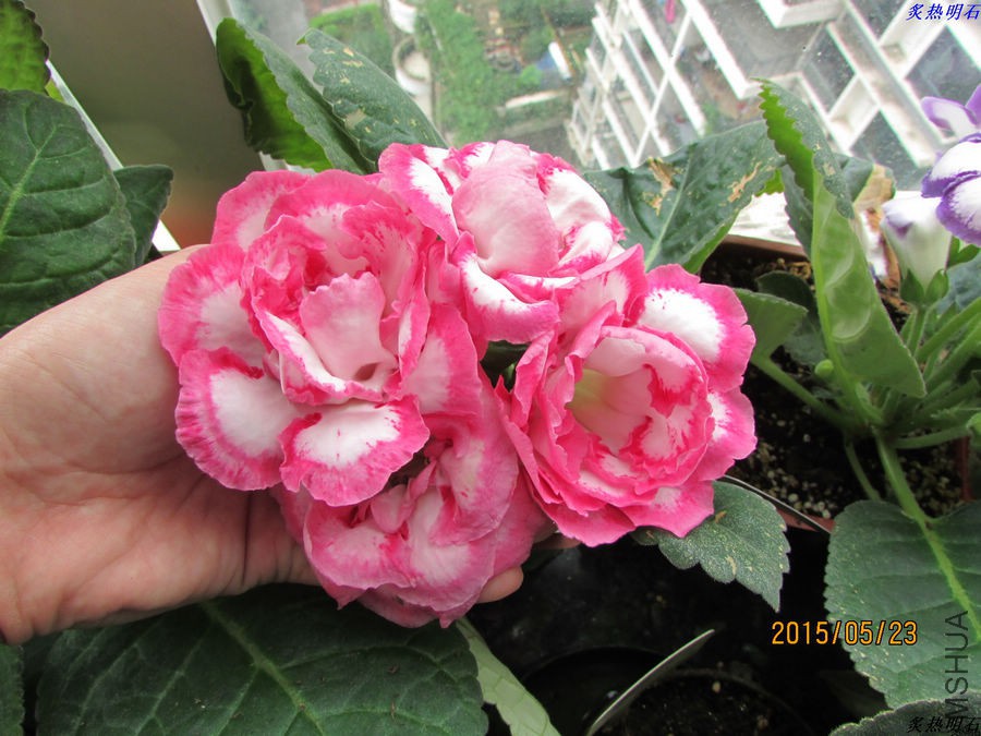 IMG_6324_nEO_IMG.jpg