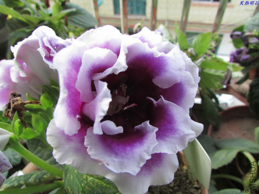 IMG_6150_nEO_IMG.jpg