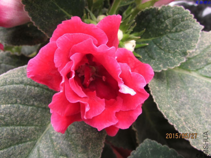 IMG_6759_nEO_IMG.jpg