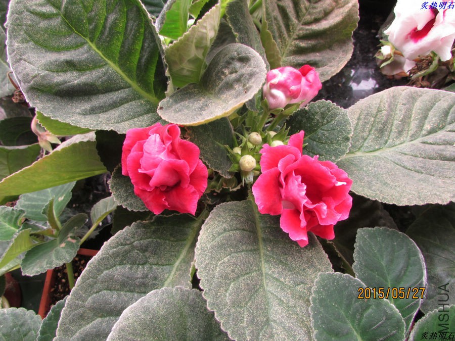 IMG_6761_nEO_IMG.jpg