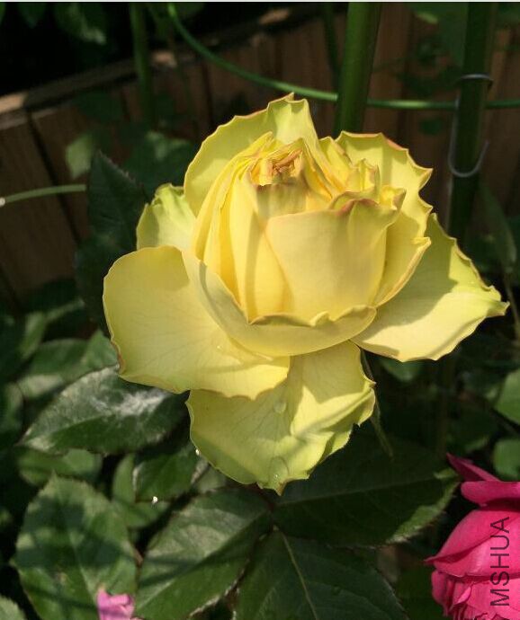 �����õ��