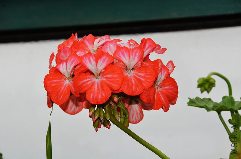 ������ (3).jpg