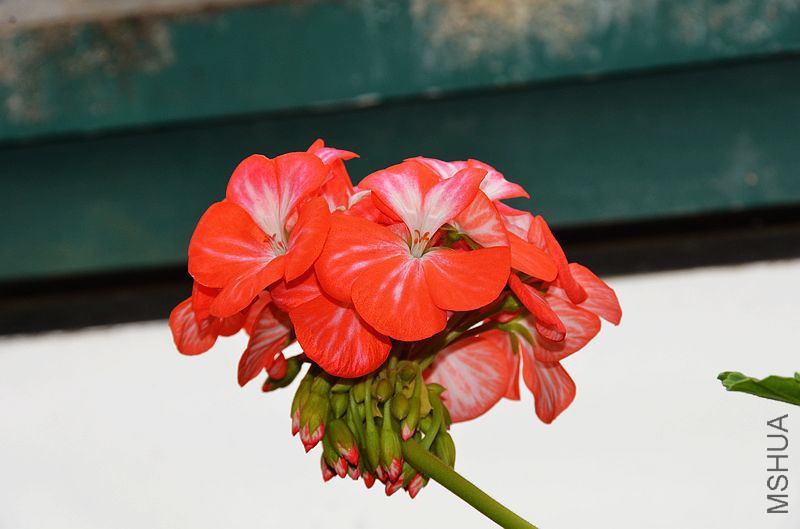 ������ (2).jpg