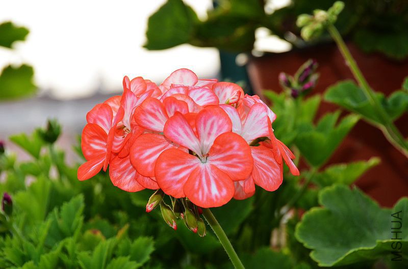 ������ (1).jpg