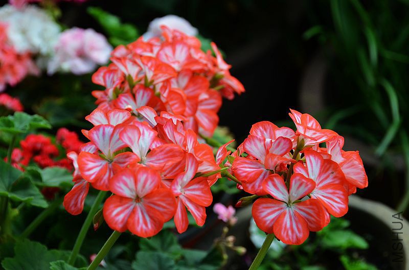 ������ (5).jpg