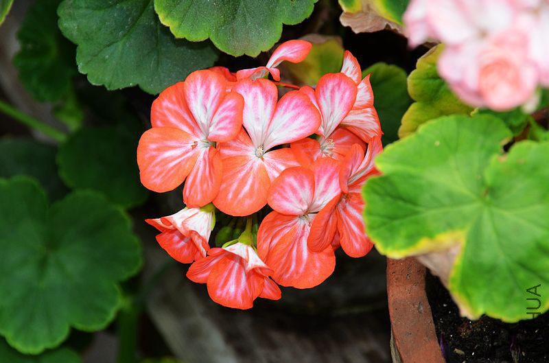 ������ (4).jpg