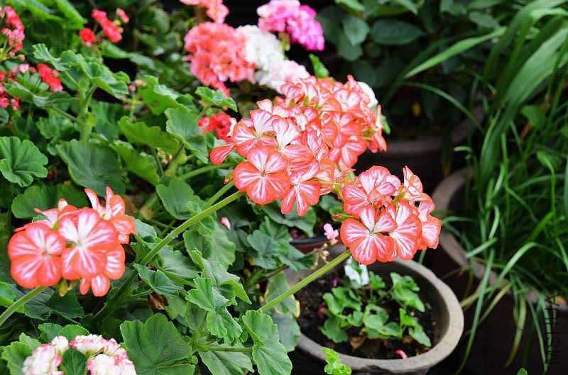 ������ (6).jpg