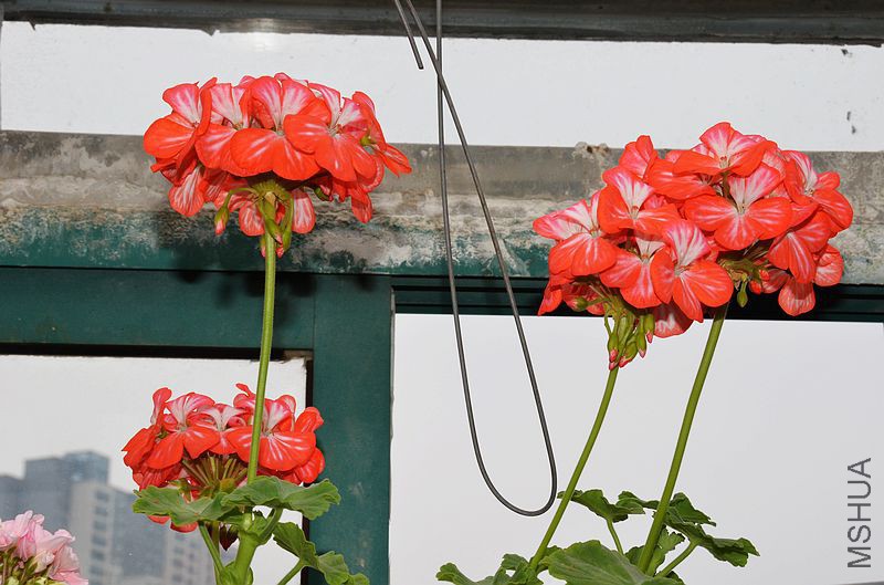 ������ (8).jpg