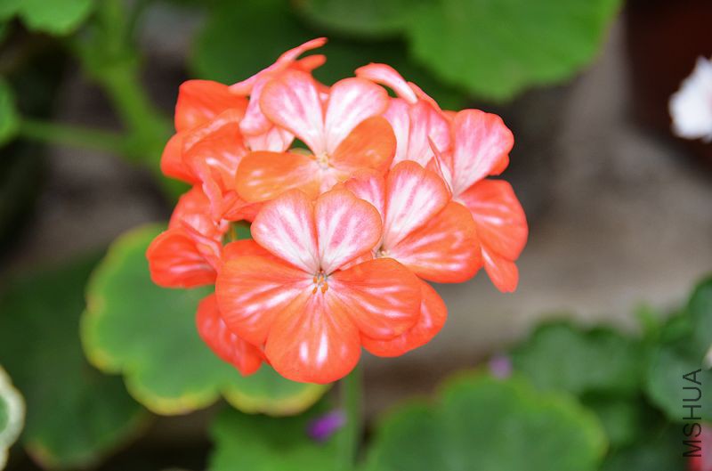 ������ (7).jpg