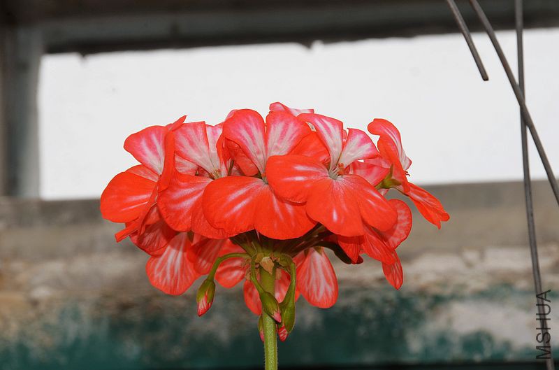 ������ (10).jpg