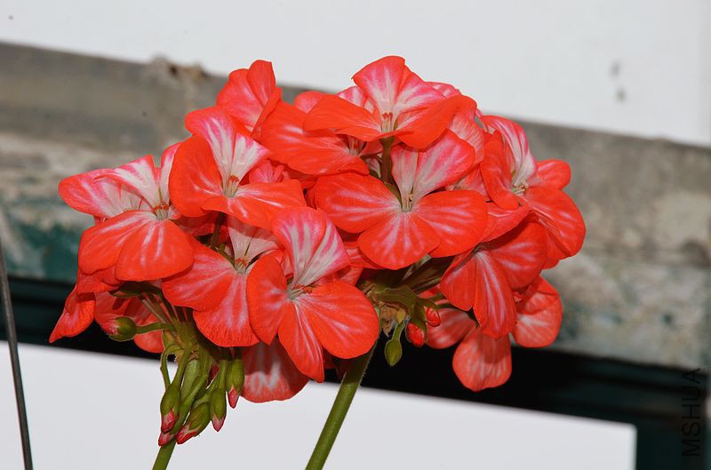 ������ (9).jpg