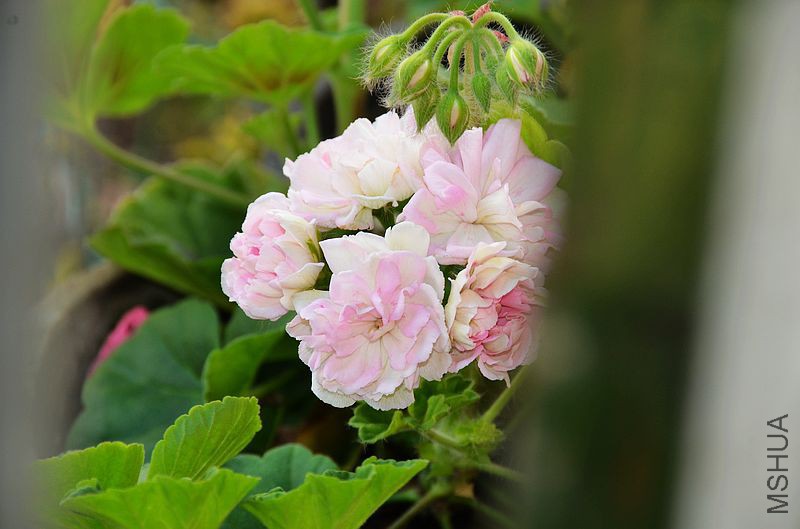 ���� (2).jpg