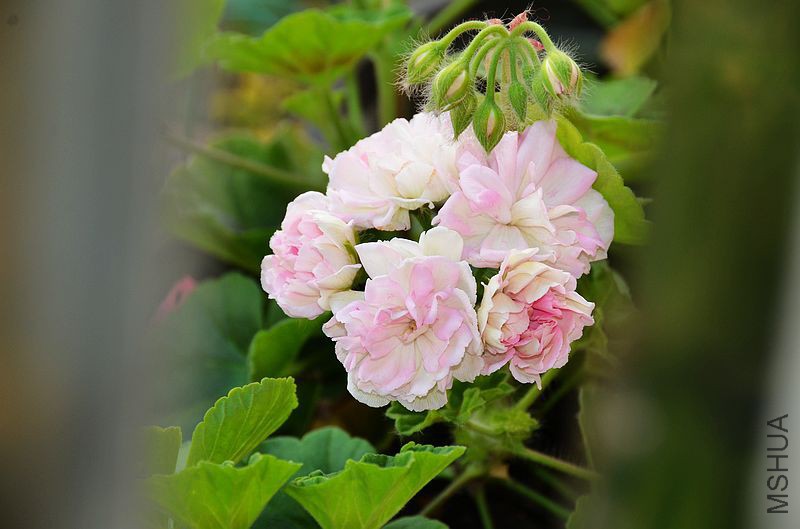 ���� (1).jpg