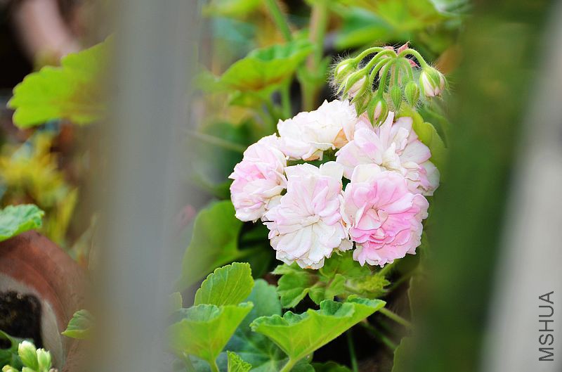 ���� (3).jpg