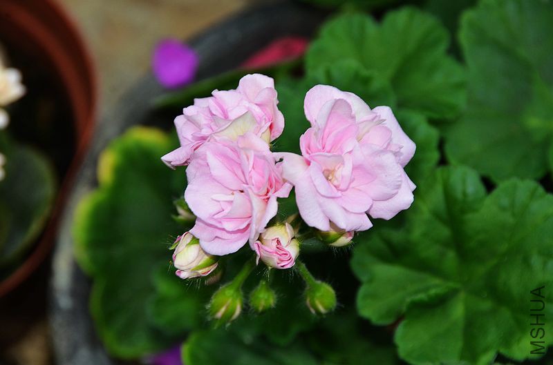 ���� (4).jpg