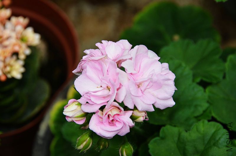 ���� (5).jpg