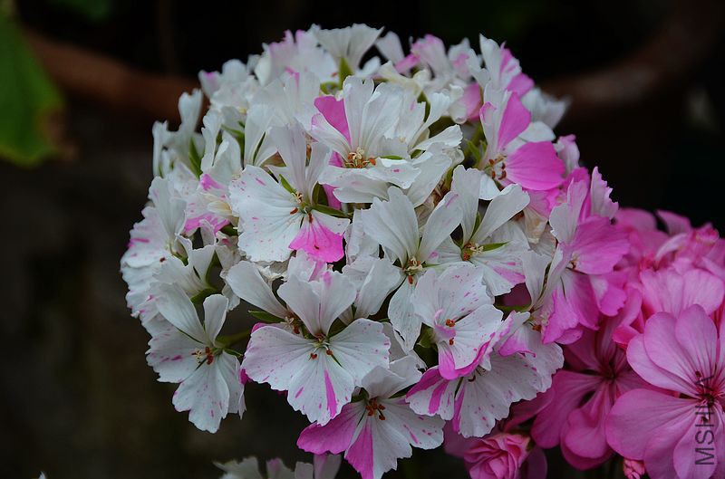 Jackie Totlis����Ҷ���ɫ��㣩.jpg