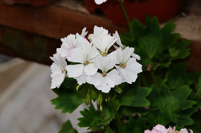 Jackie Totlis����Ҷ���ɫ��㣩 (2).jpg